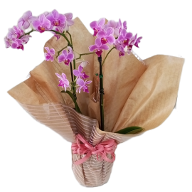 Mini Orquídea Especial Mães 2026 (Promoção!!)